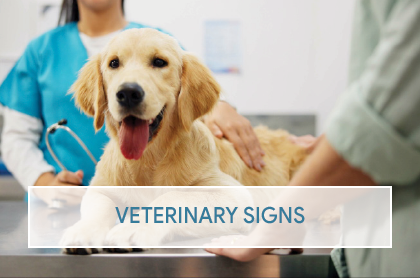 A vet hallway with Willow exam room number signs.